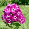 Phlox (P) 'Laura' P9 Cm -Verse Voor Winkel 11A9TSLZ 4990