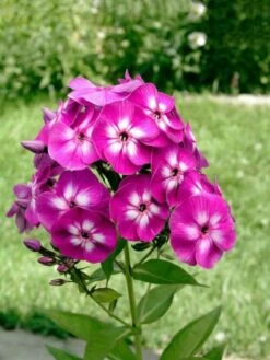 Phlox (P) 'Laura' P9 Cm