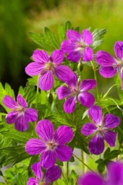Geranium Palustre C2 Cm
