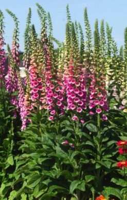 Digitalis Purpurea 'Gloxiniiflora' P9 Cm