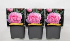 Paeonia (LD) 'Sarah Bernhardt' C5 Cm 7 Paeonia (LD) 'Sarah Bernhardt' C5 Cm -Verse Voor Winkel 15PDE9ZC 82c0