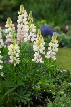 Lupinus 'Gallery White' C2 Cm
