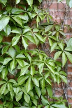 Parthenocissus Quinquefolia Engelmannii C2 80_100_CM