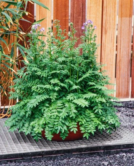 Polemonium Caeruleum 'Bambino Blue' P9 Cm 3 Polemonium Caeruleum 'Bambino Blue' P9 Cm