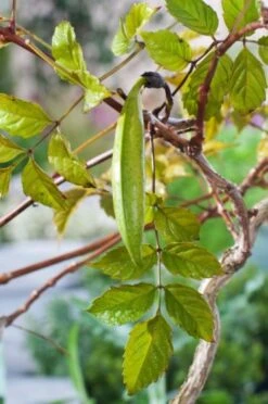 Campsis Tagliabuana 'Mme Galen' C2 80-100 Cm