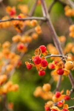 Celastrus Orbiculatus 'Diana' C2 60-70 Cm