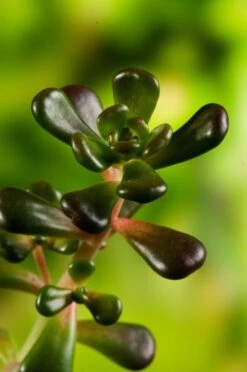 Sedum Oreganum P11 Cm