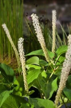 Saururus Cernuus P9 Cm