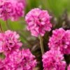 Armeria Maritima 'Rubrifolia' P9 Cm
