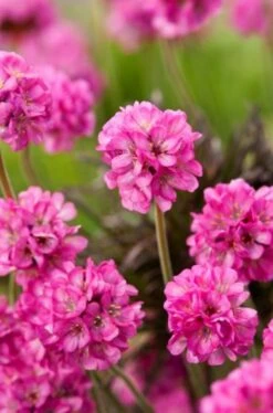 Armeria Maritima 'Rubrifolia' P9 Cm