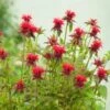Monarda 'Cambridge Scarlet' P9 Cm -Verse Voor Winkel 2GAVVEWG 6a2d