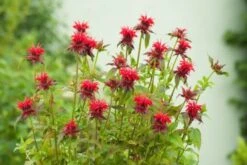 Monarda 'Cambridge Scarlet' P9 Cm
