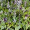 Tiarella 'Sugar And Spice' P9 Cm 2 Tiarella 'Sugar And Spice' P9 Cm -Verse Voor Winkel 2GJ1AHGT 1ef8