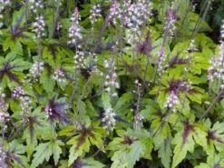 Tiarella 'Sugar And Spice' P9 Cm
