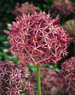 Allium Christophii P9 Cm