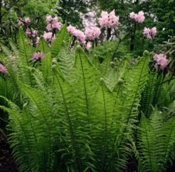 Matteuccia Struthiopteris P9 Cm