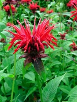 Verse Voor Winkel -Verse Voor Winkel 4234A6DR ef3b