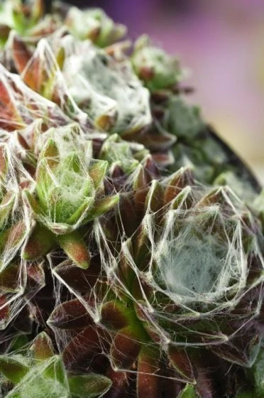 Sempervivum Arachnoideum 'Silberring' P9 Cm 3 Sempervivum Arachnoideum 'Silberring' P9 Cm