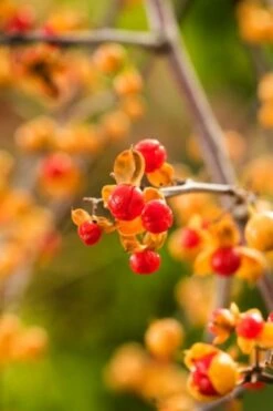 Verse Voor Winkel -Verse Voor Winkel 4VJ541T8 5006