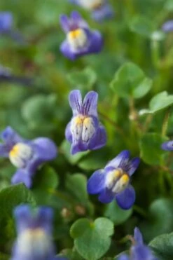 Cymbalaria Muralis P9 Cm
