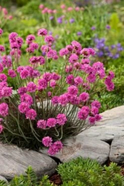 Armeria Maritima 'Rubrifolia' P9 Cm -Verse Voor Winkel 5AT4PLC1 0475