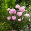 Paeonia (LD) 'Sarah Bernhardt' C5 Cm 1 Paeonia (LD) 'Sarah Bernhardt' C5 Cm -Verse Voor Winkel 5CS8R3BX 2b31