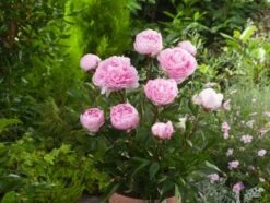 Paeonia (LD) 'Sarah Bernhardt' C5 Cm