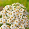 Aster Novae-angliae 'Herbstschnee' P9 Cm 1 Aster Novae-angliae 'Herbstschnee' P9 Cm -Verse Voor Winkel 5DSZ8TZS af68