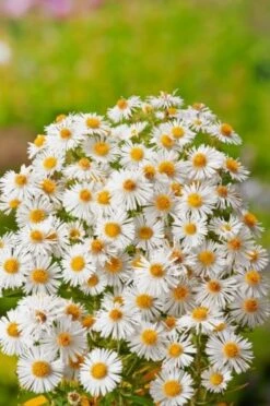 Aster Novae-angliae 'Herbstschnee' P9 Cm