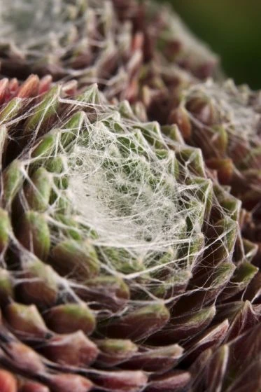 Sempervivum Arachnoideum 'Silberring' P9 Cm 4 Sempervivum Arachnoideum 'Silberring' P9 Cm - Afbeelding 2