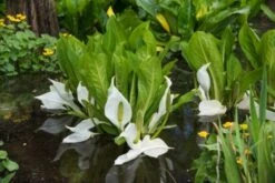 Lysichiton Camtschatcensis P9 Cm