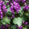 Lamium Maculatum 'Beacon Silver' P9 Cm 2 Lamium Maculatum 'Beacon Silver' P9 Cm -Verse Voor Winkel 5SDS5BAS 2e4b