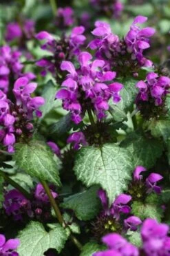 Lamium Maculatum 'Beacon Silver' P9 Cm