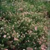 Helianthemum 'Lawrenson's Pink' P9 Cm 2 Helianthemum 'Lawrenson's Pink' P9 Cm -Verse Voor Winkel 5TXNZ1LY 1f53