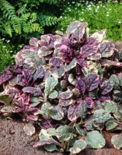 Ajuga Reptans 'Burgundy Glow' C2 Cm