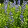 Baptisia Australis P9 Cm 2 Baptisia Australis P9 Cm -Verse Voor Winkel 62P19NG1 a837
