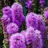 Liatris Spicata 'Kobold' P11 Tray 10 Potten 1 Liatris Spicata 'Kobold' P11 Tray 10 Potten -Verse Voor Winkel 6GW9XA89 9356