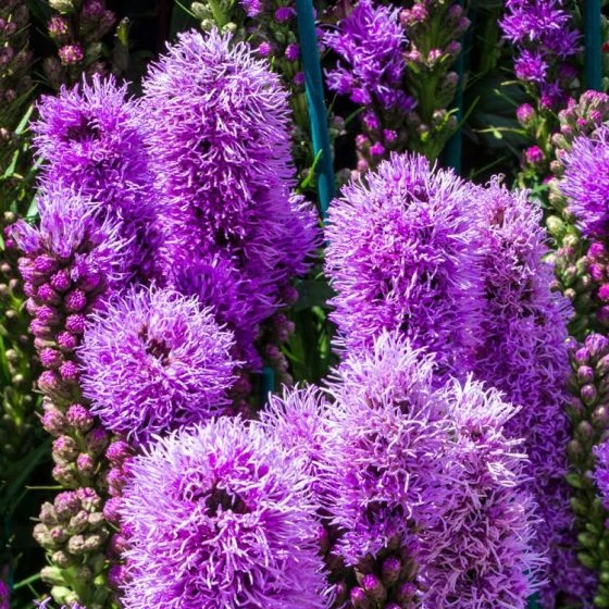 Liatris Spicata 'Kobold' P11 Tray 10 Potten 3 Liatris Spicata 'Kobold' P11 Tray 10 Potten