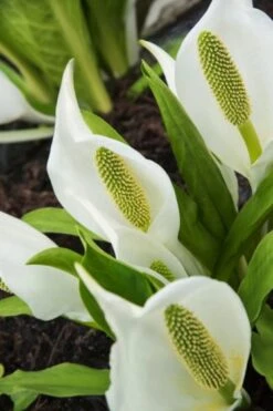 Verse Voor Winkel -Verse Voor Winkel 6K14YTCL 3d7c