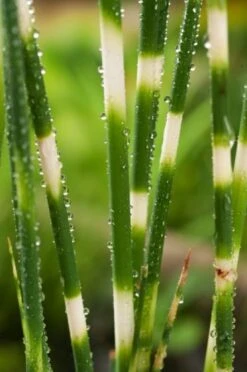 Schoenoplectus Tabernaemontani 'Zebrinus' P9 Cm