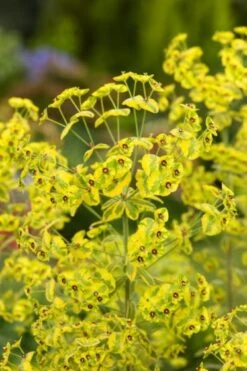 Euphorbia 'Ascot Rainbow' P9 Cm