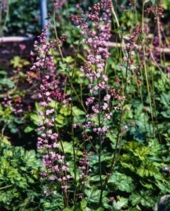 Heucherella Alba 'Bridget Bloom' P9 Cm