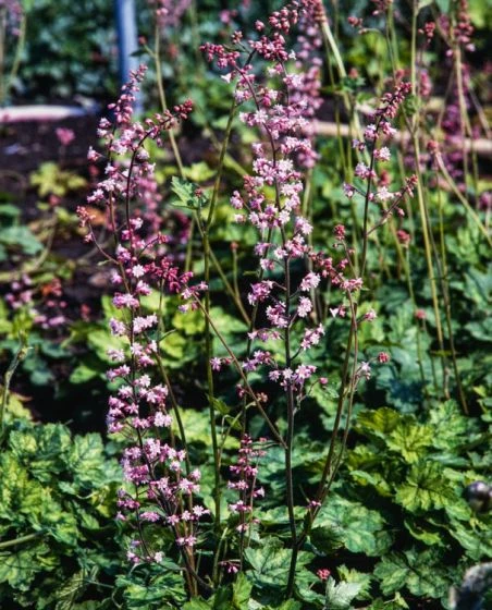 Heucherella Alba 'Bridget Bloom' P9 Cm 3 Heucherella Alba 'Bridget Bloom' P9 Cm