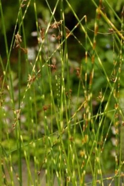 Verse Voor Winkel -Verse Voor Winkel 7KDR3ZN8 2d4f