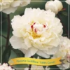Paeonia (LD) 'Edith Cavell' C5 Cm 1 Paeonia (LD) 'Edith Cavell' C5 Cm -Verse Voor Winkel 7NW9T4E1 816e