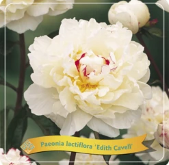 Paeonia (LD) 'Edith Cavell' C5 Cm