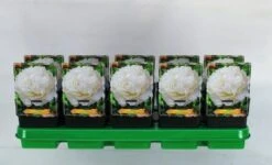 Paeonia (LD) 'Gardenia' P11 Cm Tray 10 Stuks