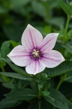 Platycodon Grandiflorus Astra Pink P9 Cm