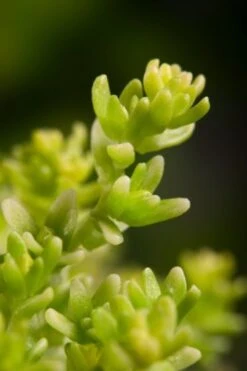 Sedum Acre 'Yellow Queen' P11 Cm