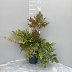 Astilbe (A) 'Granat' C2 Cm